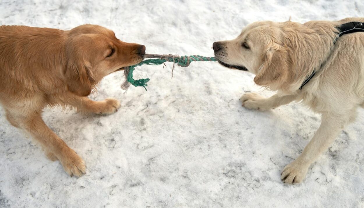 A Two Golden Retrievers Playing Tug of War on a Snow Covered Ground