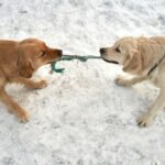 A Two Golden Retrievers Playing Tug of War on a Snow Covered Ground