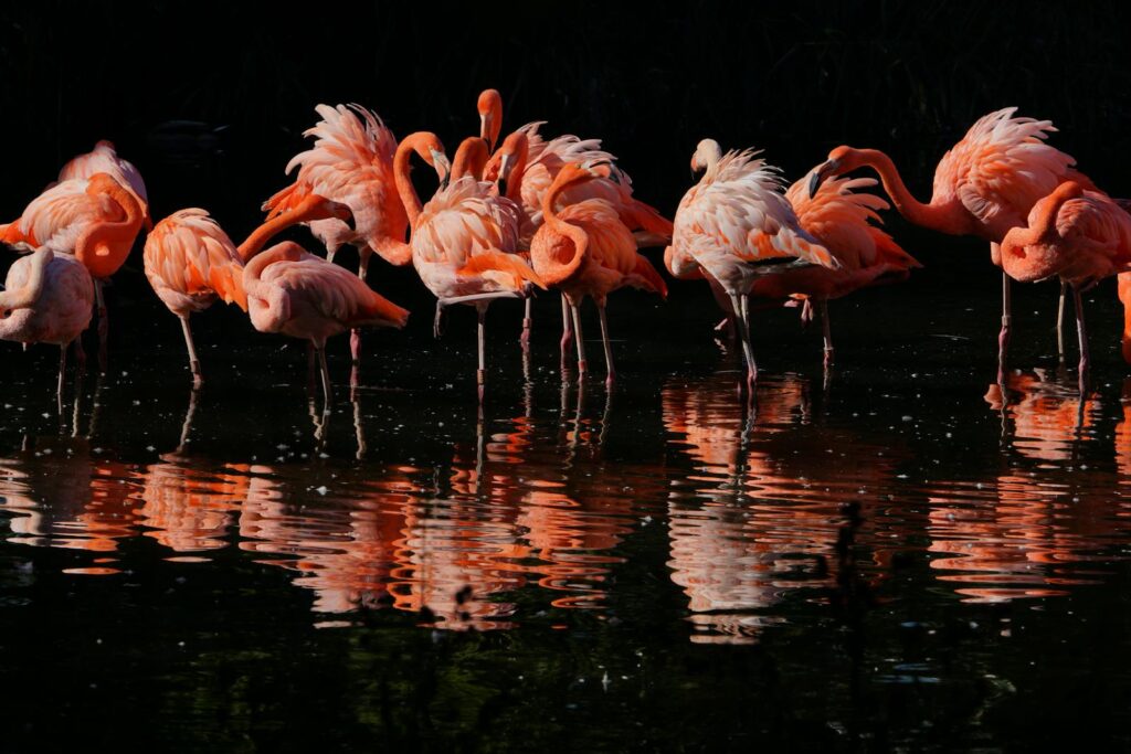 Pink Flamingos on Water