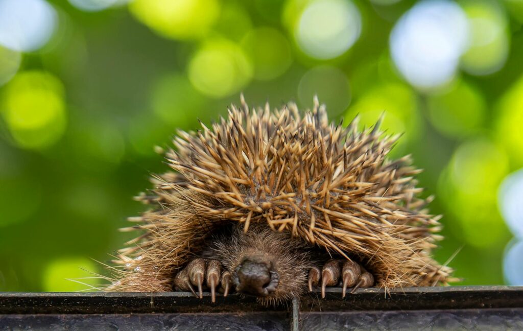 Close up of Hedgehog