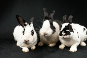 Three rabbits are sitting on a black background