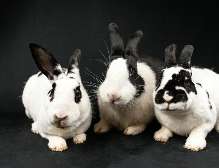 Three rabbits are sitting on a black background