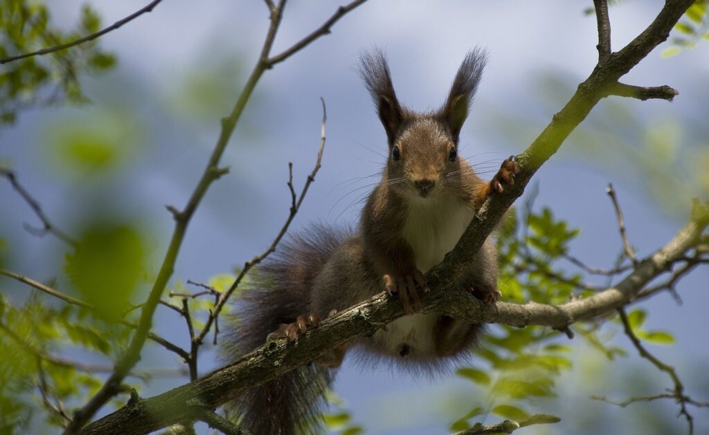squirrel, oak kitten, spring